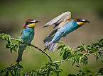 two bee-eaters