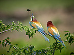 two bee-eaters