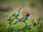 two bee-eaters