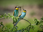 two bee-eaters