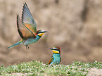 two bee-eaters