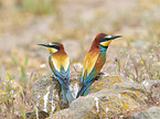 two bee-eaters