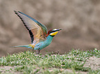 bee-eater