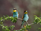 two bee-eaters