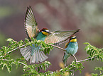 two bee-eaters