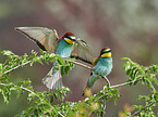 two bee-eaters