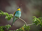 two bee-eaters