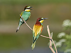 two bee-eaters