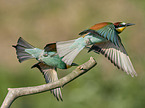 two bee-eaters