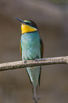 sitting Bee-eater