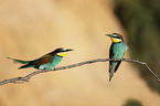 sitting Bee-eaters