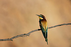 sitting Bee-eater