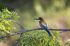 sitting Bee-eater