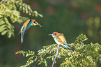 Bee-eaters