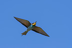 flying Bee-eater