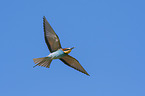 flying Bee-eater