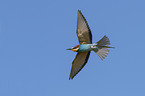 flying Bee-eater