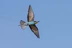flying Bee-eater