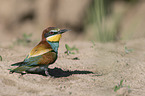 standing Bee-eater