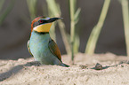 standing Bee-eater