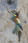 sitting Bee-eater