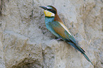 sitting Bee-eater