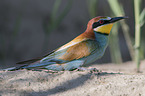 Bee-eater