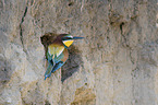 sitting Bee-eater