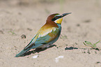 Bee-eater