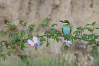sitting Bee-eater
