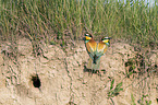 Bee-eaters