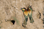 Bee-eaters