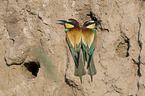 Bee-eaters