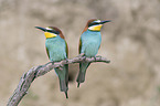 sitting Bee-eaters