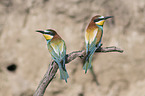 sitting Bee-eaters