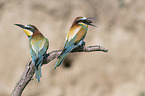 Bee-eaters