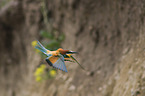 bee-eater