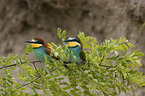 bee-eater