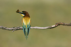 bee-eater