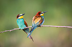 bee-eater