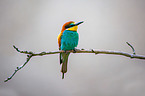 bee-eater