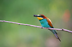 bee-eater