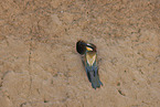 bee-eater