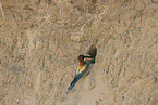 bee-eater