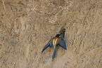bee-eater