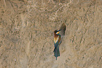 bee-eater