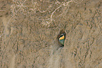 bee-eater