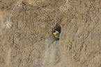 bee-eater