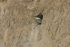 bee-eater