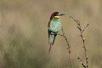 bee-eater